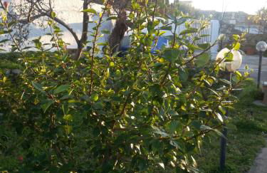 Villa Margherita - Foto 14