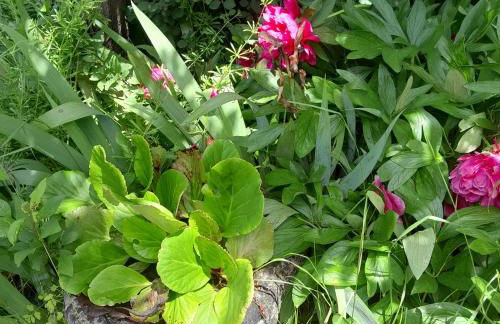 gite que canta - Photo 14