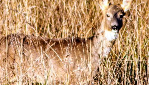 Casa Vacanze Il Vallo - Foto 2, Garden