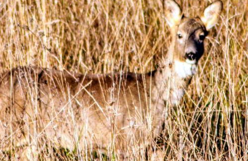 Casa Vacanze Il Vallo - Foto 2