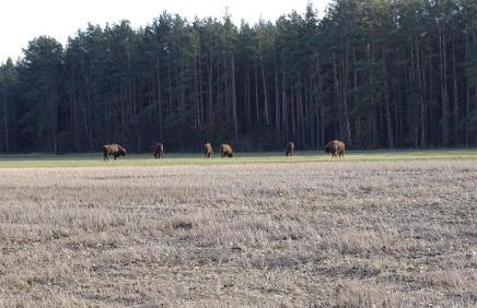 Podlaska Pieredyszka, dom na wyłączność - Foto 20