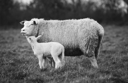 Ferme de Franqueville - Foto 39