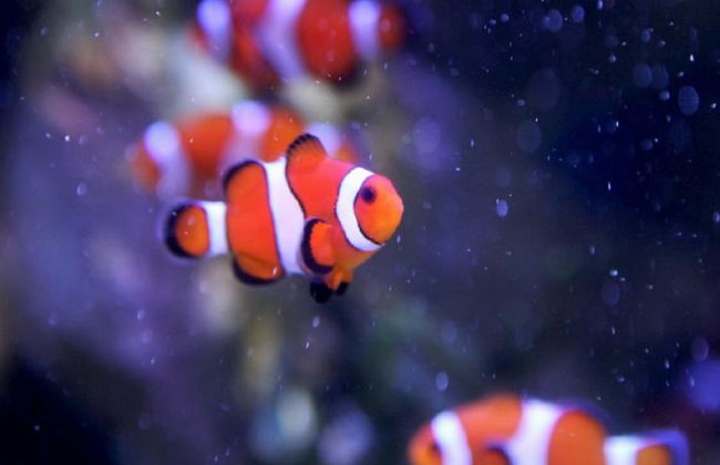 SEA LIFE - Billet - Photo 1