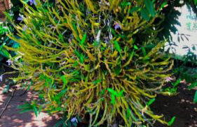 LUMA - Casa de Hospedaria - Foto 9