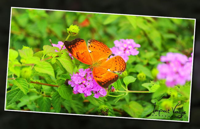 Kandy Holiday Residence - Foto 43