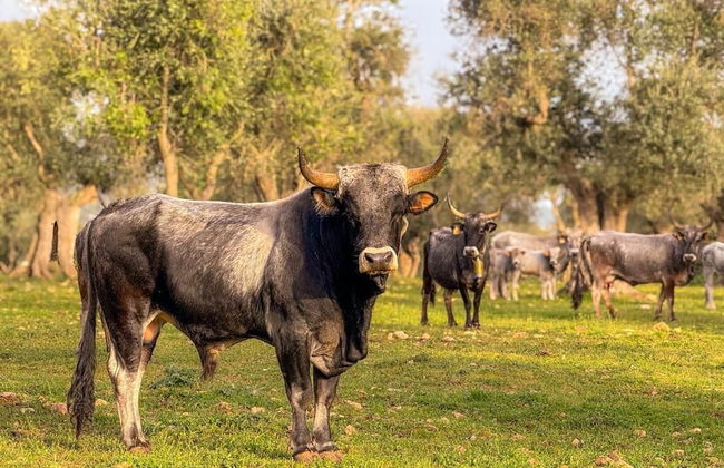 Masseria Pilano - Foto 50