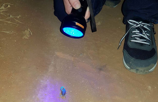 Trilha noturna por Oudtshoorn + Avistamentos de escorpiões - Foto 3