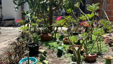 Casinha da vovó - Foto 4