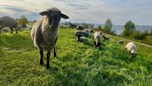 Muggelhuus das Ferienhaus im Alten Land / Pflaumenbaum - Photo 2