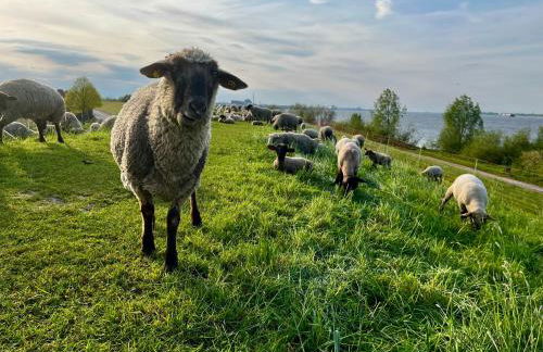 Muggelhuus das Ferienhaus im Alten Land / Pflaumenbaum - Photo 2
