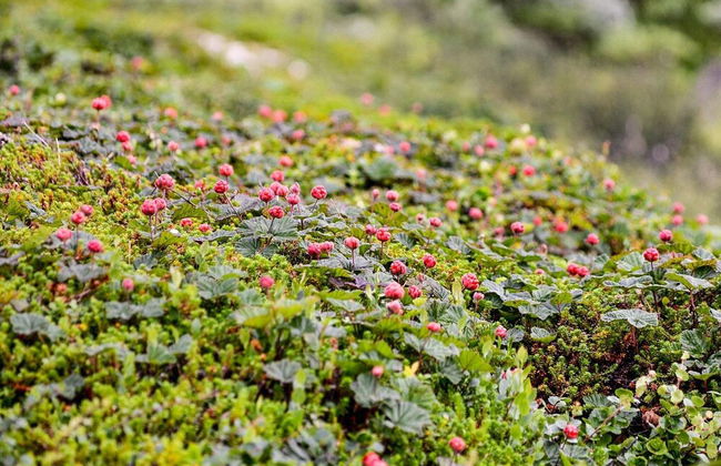 4 Person Holiday Home in Torpshammar-by Traum - Photo 8