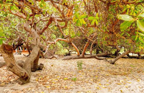 Refugios Parajuru - Pavilhão - Photo 14