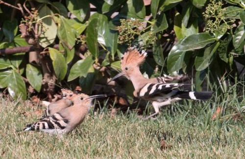 Poggio Sasseta - Foto 37