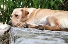 azienda agrituristica la torretta - Foto 10