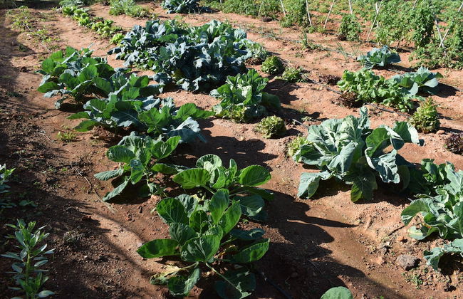 Cortijo la Molina de Cabo de Gata - Foto 54