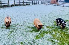 Sugar Brook Retreat - Foto 6