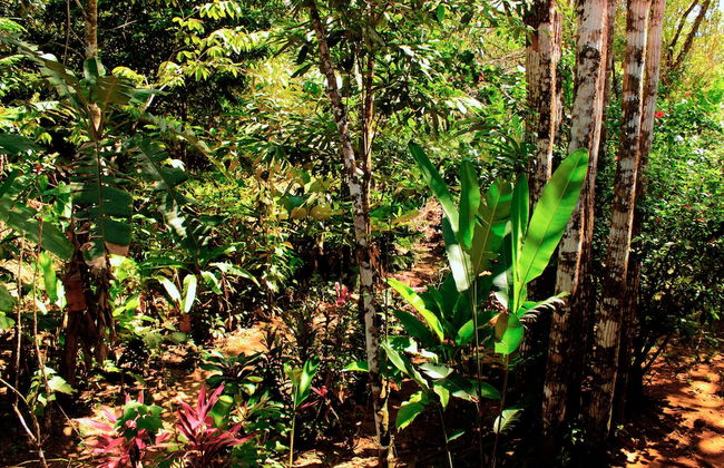 La Casita Bungalow Equipped Cabin With Garden View Near to the Beach - Photo 20