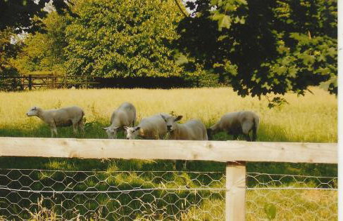 Bank Farm Cottages - Foto 4