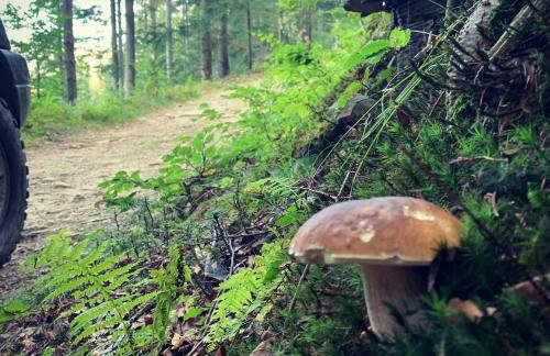 Pod Srebrzystym Świerkiem - Jacuzzi - Foto 42