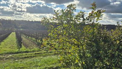 Maison au milieu des vignes - Photo 4