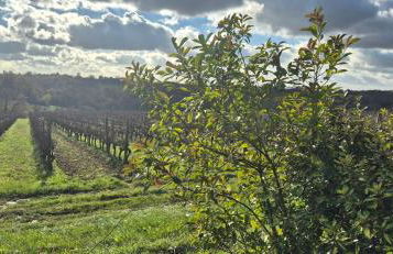 Maison au milieu des vignes - Photo 4