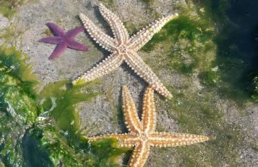 Estrelinha do Mar in Apulia - Foto 28