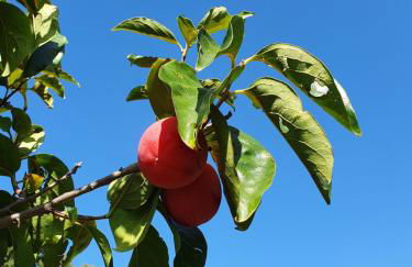 Casinha Laranja - Foto 32