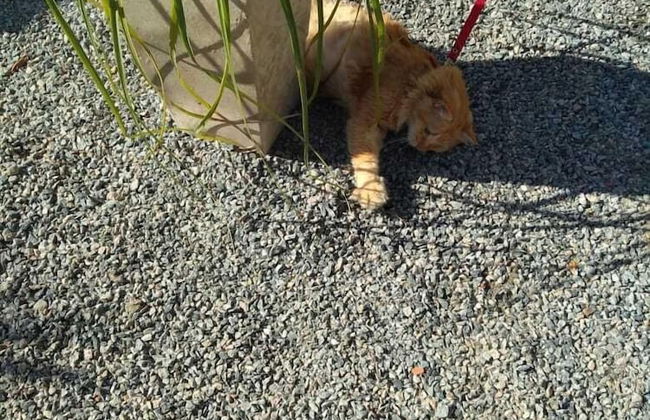 Casa Aconchegante Lazer e Descanso - Foto 20