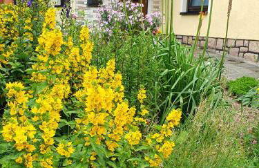 Ferienhaus Bringfriede - Foto 23