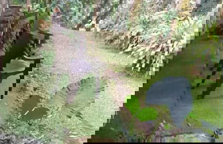 El Nido Cerro Azul - Foto 29