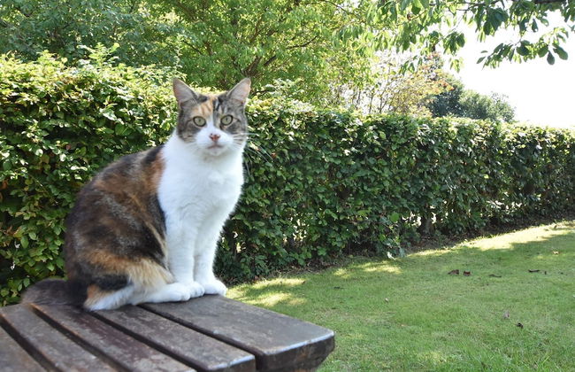 Charming Apartment in Pugholz Near Sea - Photo 10