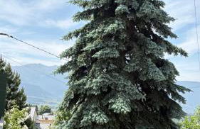 Au calme, proche Font Romeu, randonnée, ski - Foto 18