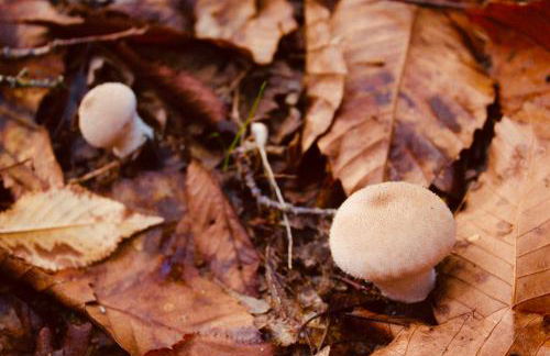 Casa Rural el Comercio Sierra de Francia - Foto 32