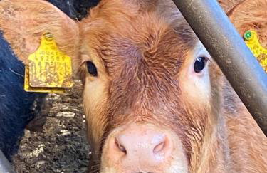 The Cottage Gortfad - Foto 15