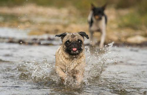 Lay Lodge at Falling Water Resort - Foto 29