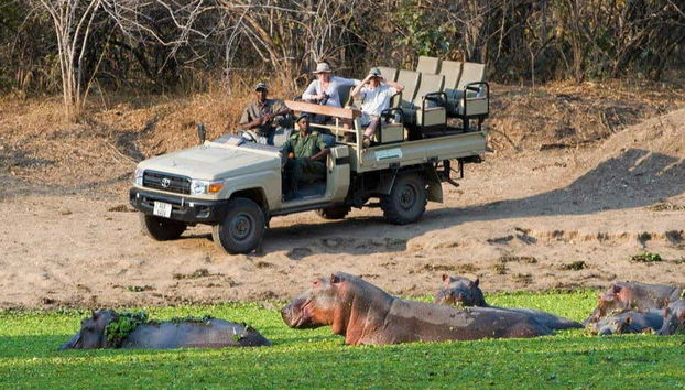 Avistando a los hipopótamos