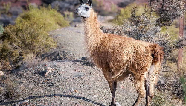 El Choro Trail 4 Day Hike - Foto 3