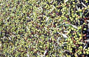 Agriturismo Gli Antichi Sapori - con stazione di ricarica veicoli elettrici - Foto 32