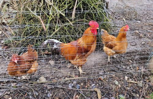 Historisches Ferienhaus "Schwalbennest" mit Eseln - Photo 18
