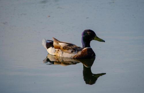 Carmels Caravan Borwick Lakes - Foto 15