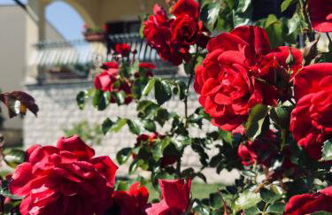 Apartman Ostrea *** - Foto 1