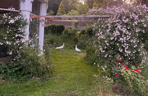 Domaine de la Jasseix - Photo 44