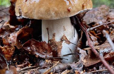 Cichy Zakątek dom całoroczny , Janowiec, Kazimierz Dolny, - Foto 51