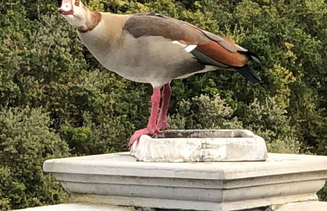 Livingstone Villa - Foto 32