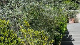 Propriété Malva appartement bergamotta - Foto 3, Garden