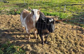 Private Cabin- Breakfast - Double Tub - 75in TV - SUP - Washer Dryer - BBQ - Photo 24