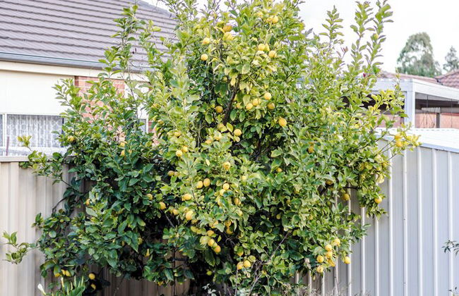 StayAU Family Home in Caroline Springs - Foto 67