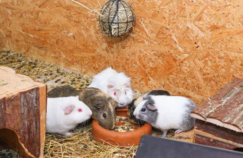 Ferienwohnung Waldblick auf dem Ferienhof Eschen - Foto 29