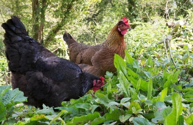 Watermill Cottages - Foto 18