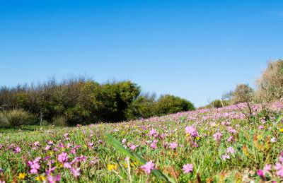 Makara Case Vacanza - Foto 58